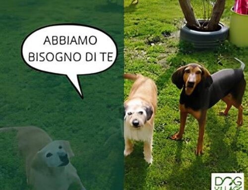 NEWSLETTER ARCO N.6: COMUNICATO STAMPA DOG VILLAGE